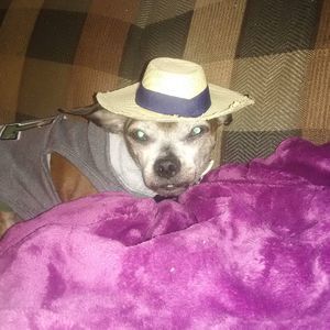 Meet your Posher, James